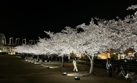 箕面桜ライトアップ 2022